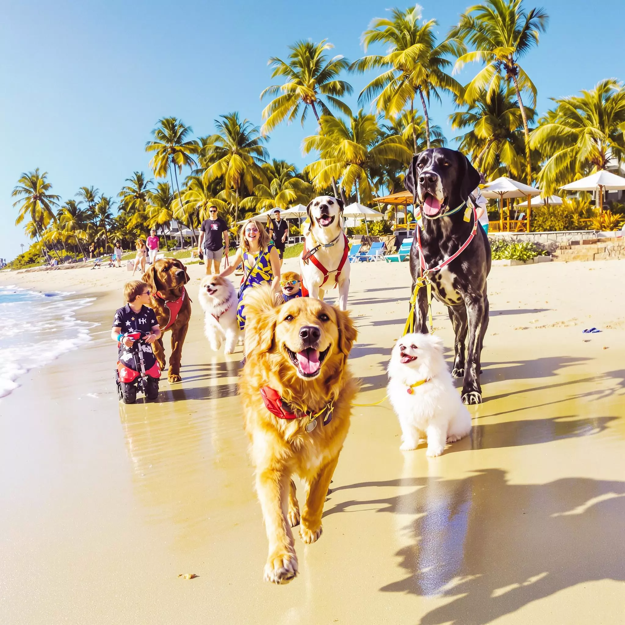 Vorsorgeuntersuchungen für Hunde – Was ist wichtig?