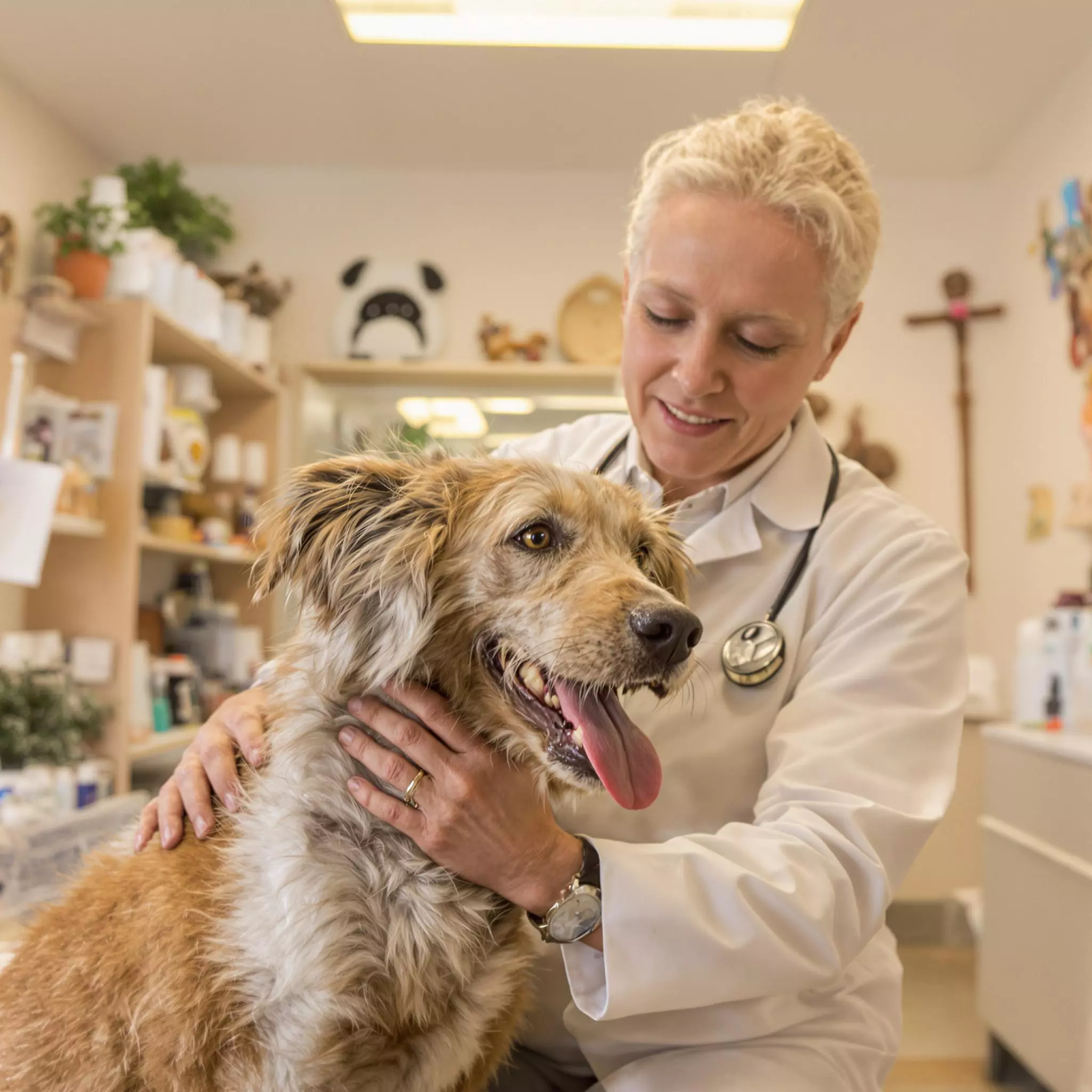 Ernährung für ältere Hunde – Alles was du wissen musst