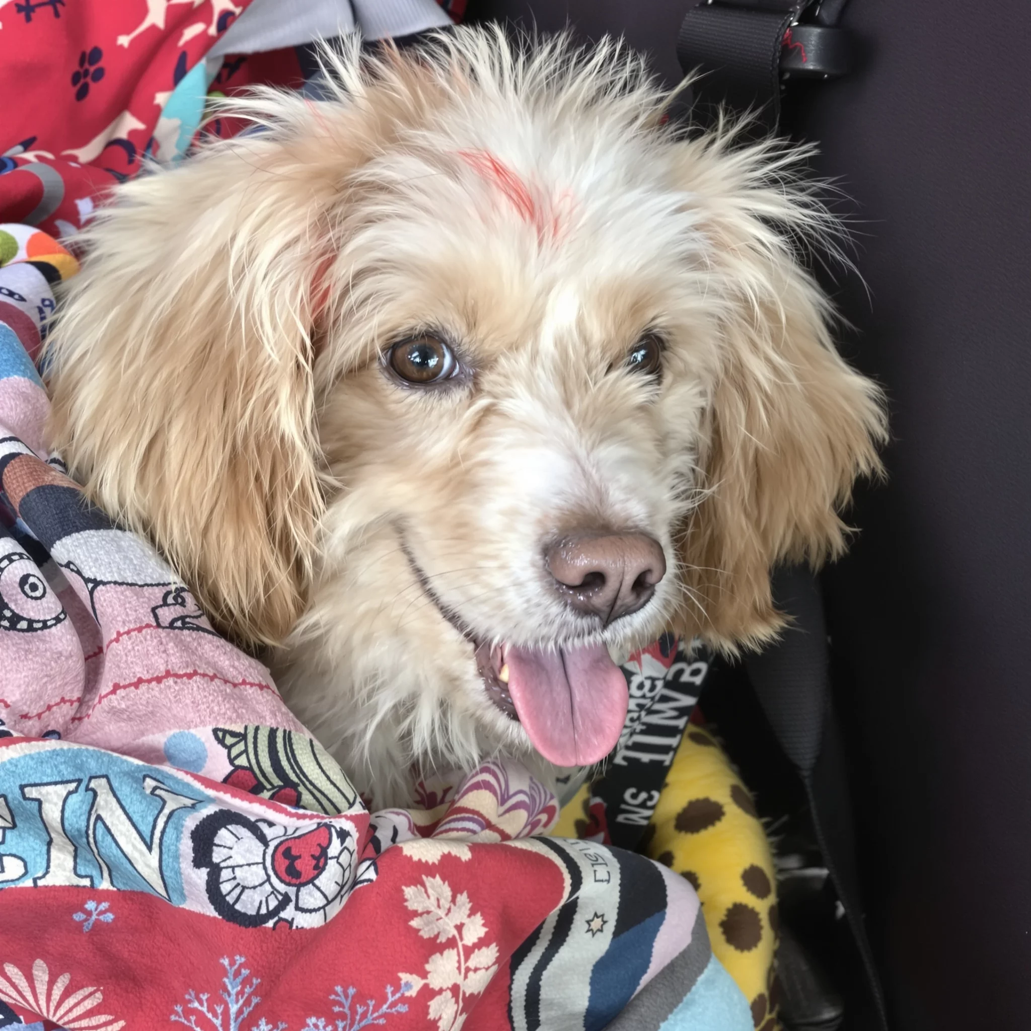 Das Hundeurlaub Magazin: Alles rund um Urlaub mit dem Hund