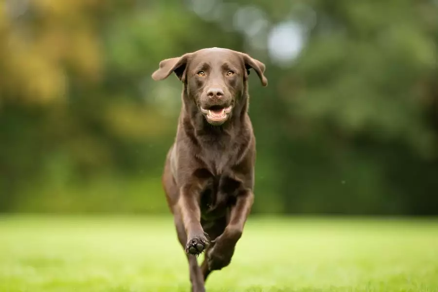 Wellnessurlaub mit Hund im Bayerischen Wald - Hotel Ahornhof