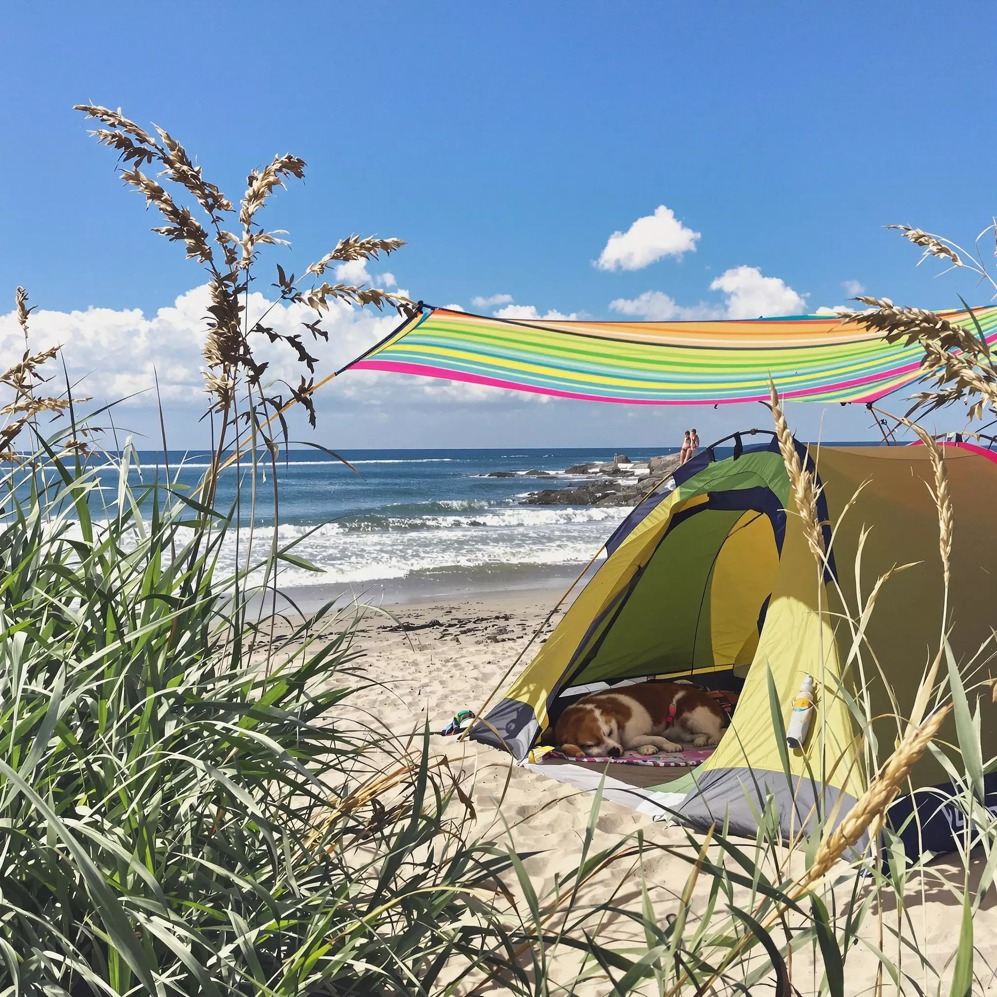 Aktivitäten mit Hund am Meer