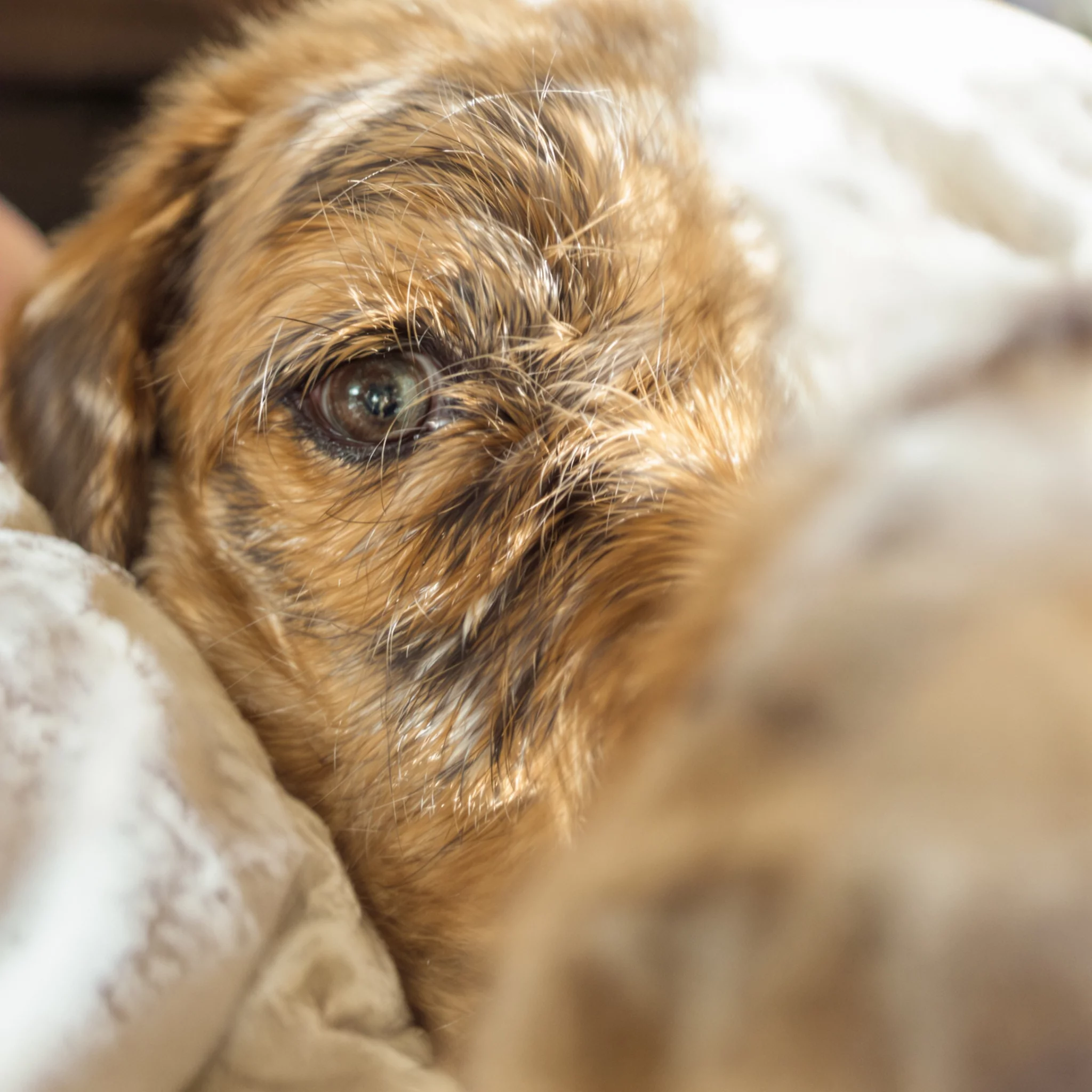 Die Liebe des Hundes zum Menschen: Zeichen echter Zuneigung