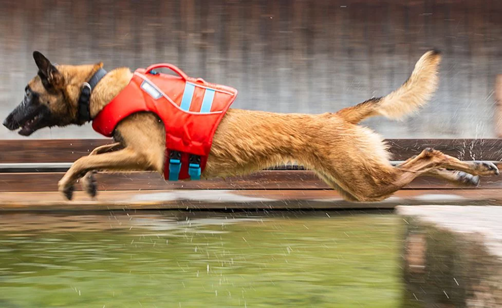 Wenn Hunde Leben retten – Die IRO Rettungshunde im weltweiten Einsatz