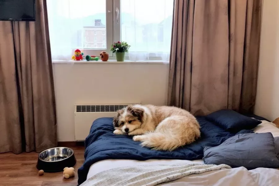 Mit dem Hund unterwegs - Ferienhotel Stockhausen im Sauerland