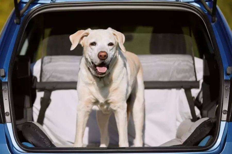 Städtetrips mit Hund: Familienabenteuer in der Stadt