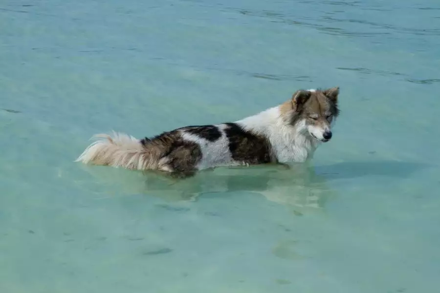 Strandspaziergänge mit Hunden: Abenteuer und Spaß für die ganze Familie