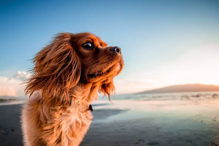 Hundegeeignete Stranddestinationen - Entspannung und Abenteuer mit dem Vierbeiner
