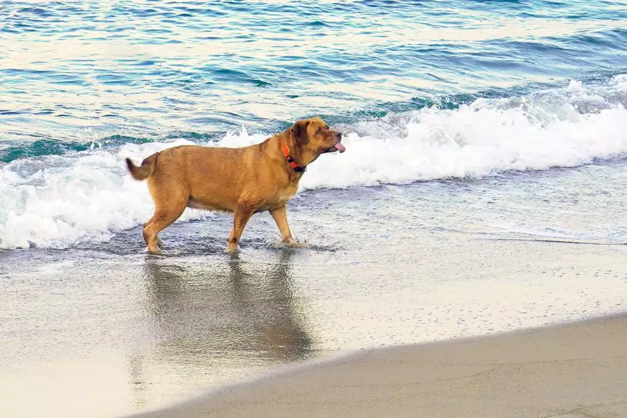Familienfreundliche Strände für Hunde - Entdecken Sie die besten Reiseziele für Ihren Vierbeiner