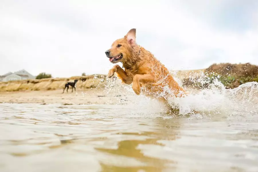 Strand und Meer - Leinenfreiheit - Wasserspaß