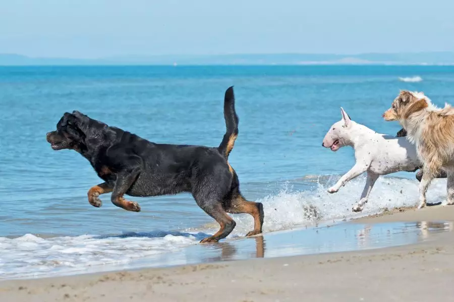 Tipps für den perfekten Hundeurlaub am Strand