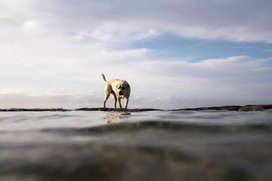 Die besten Strände für Hunde - Genießen Sie einen unvergesslichen Hundeurlaub