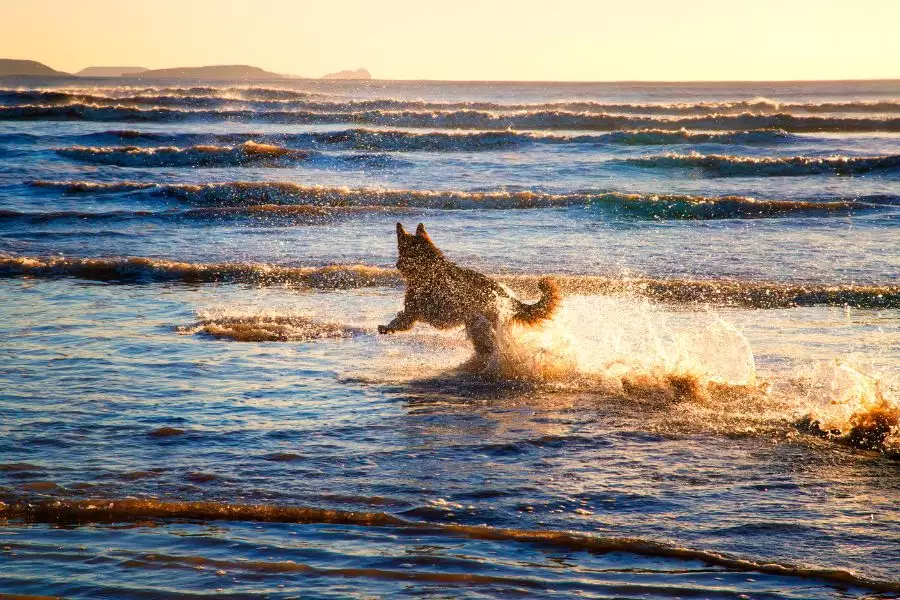 Tipps für den Hundeurlaub am Strand