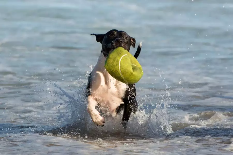 Urlaubsorte für Hunde an Stränden und Meeren
