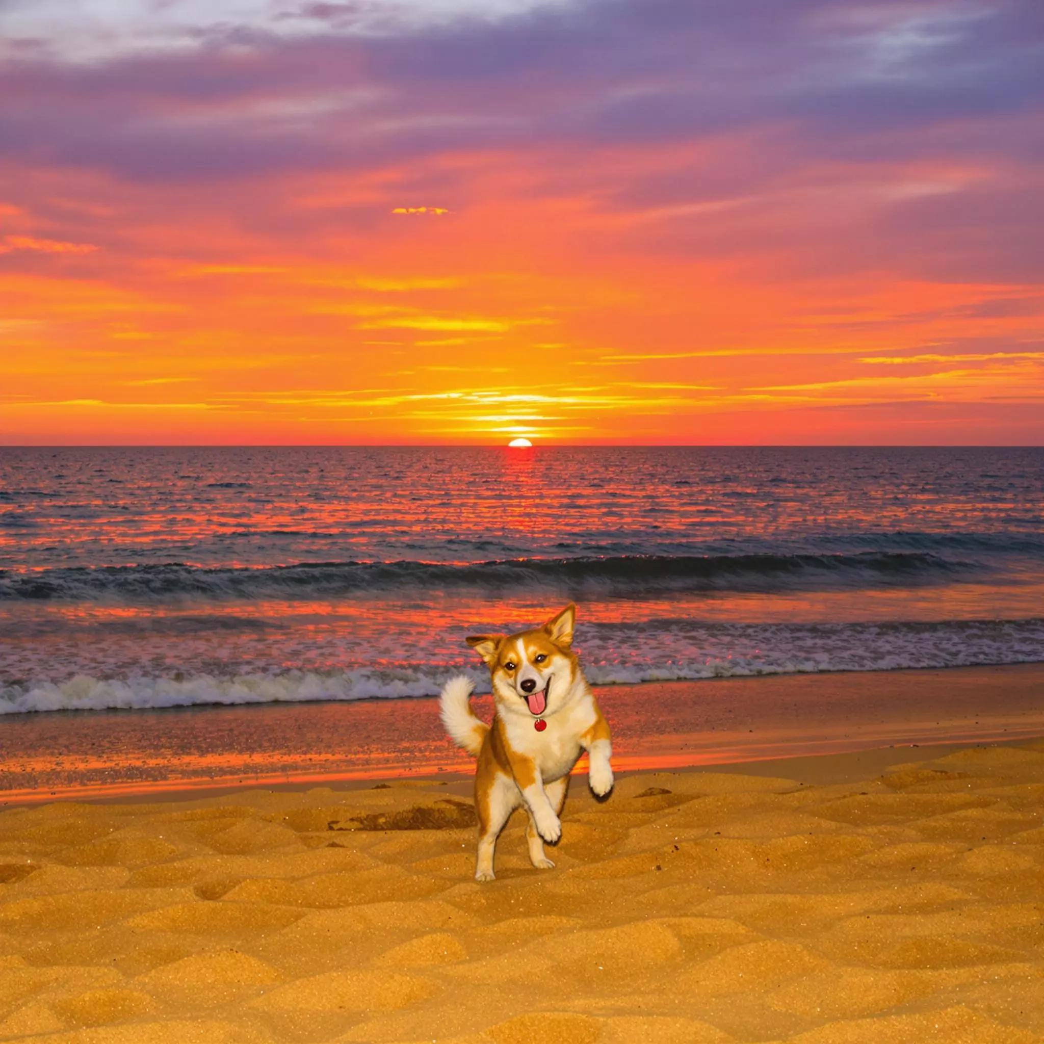 Hundeurlaub - Kurorte am Meer, die Hunde willkommen heißen
