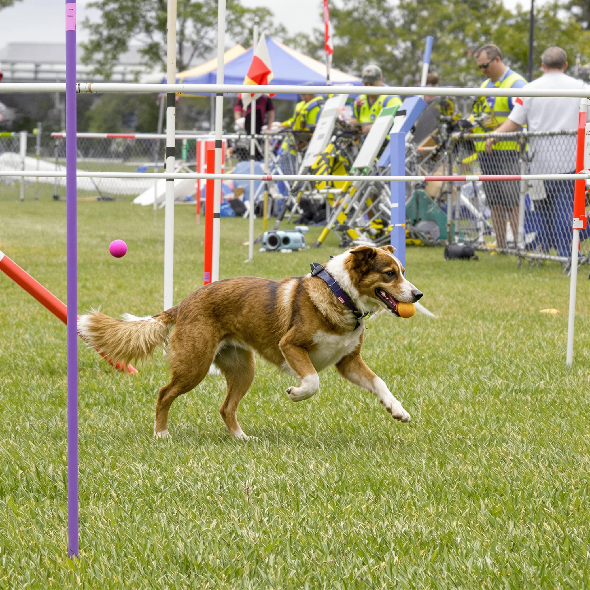 Hundesport – Sport & Spaß für Mensch und Hund