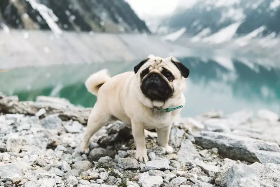Familien- & Hundeurlaub im Zillertal: Ein unvergessliches Abenteuer