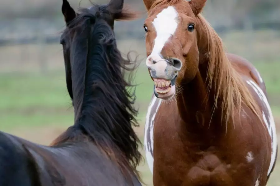 Pianova Reitakademie, Großefeen, nachhaltiges Reiten, Naturverbundenheit, grünes Reisen