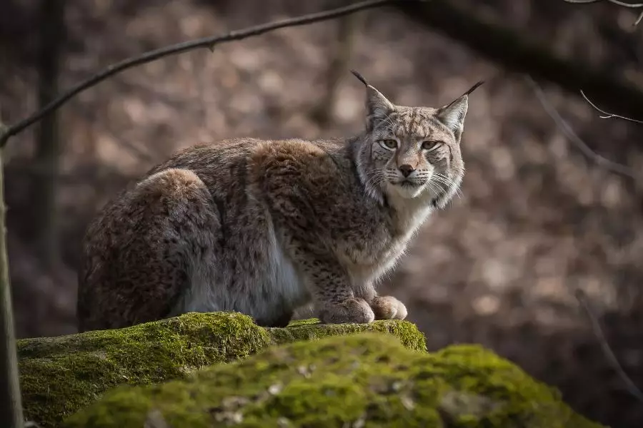 Sauerland, Schmallenberg, Magazin, Luchs, Wisent, Wolf