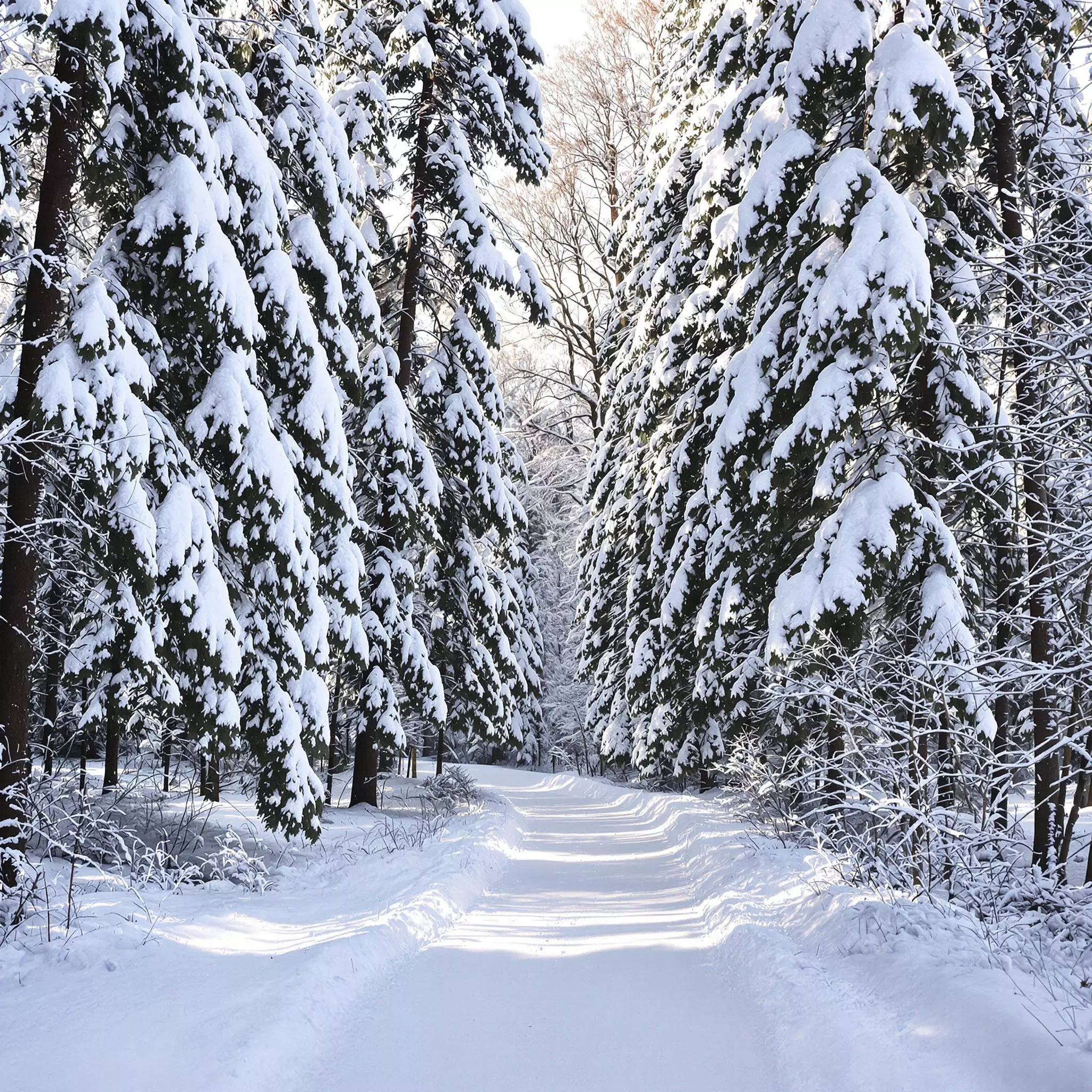 Wandern im Winter: Schmallenberg im Schnee erleben