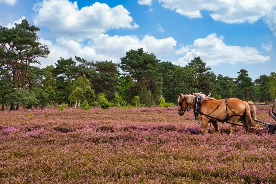 Sightseeing in der Südheide - Naturführungen - Kutschfahrten Heide