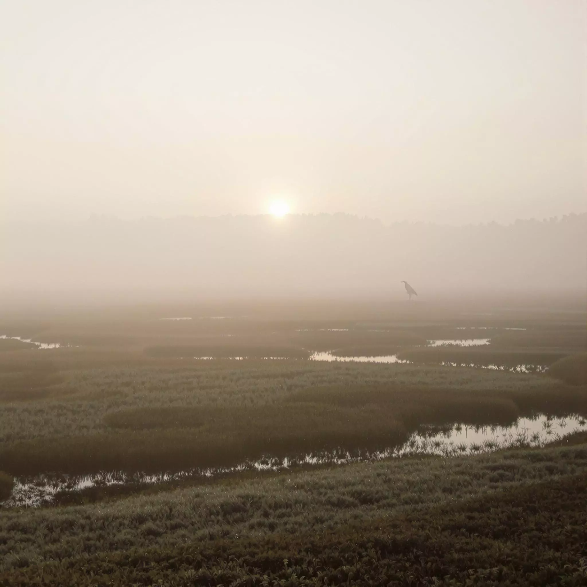 Große Moorlandschaften im Naturpark Südheide