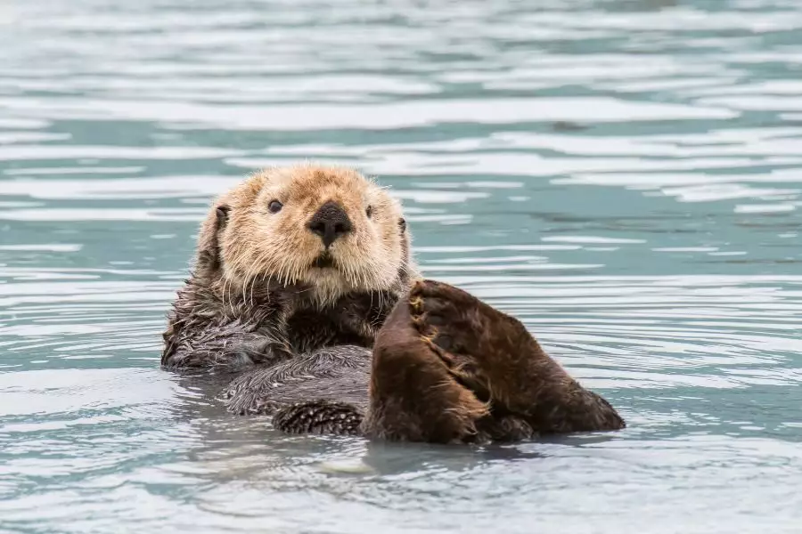 Otterzentrum Südheide Tiere hautnah erleben