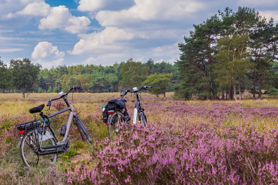 Radfahren Südheide Familie
