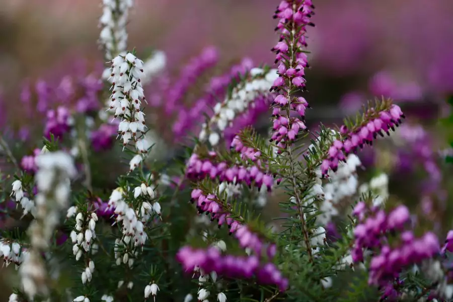 Naturliebhaber-Tour durch die Waldlandschaften der Südheide