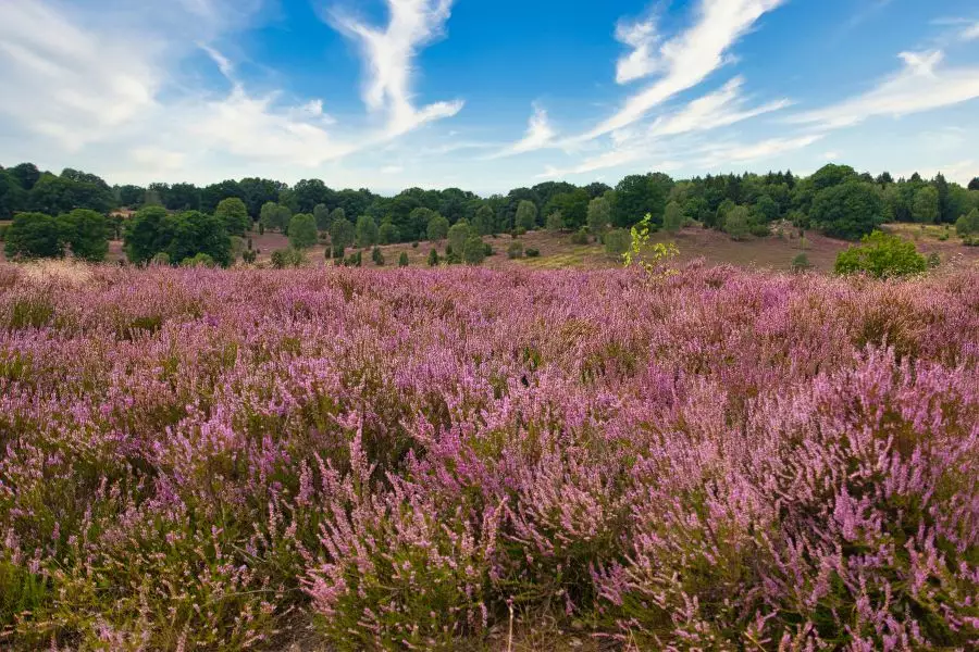Erholung - Südheide Naturpark Entdeckungstour