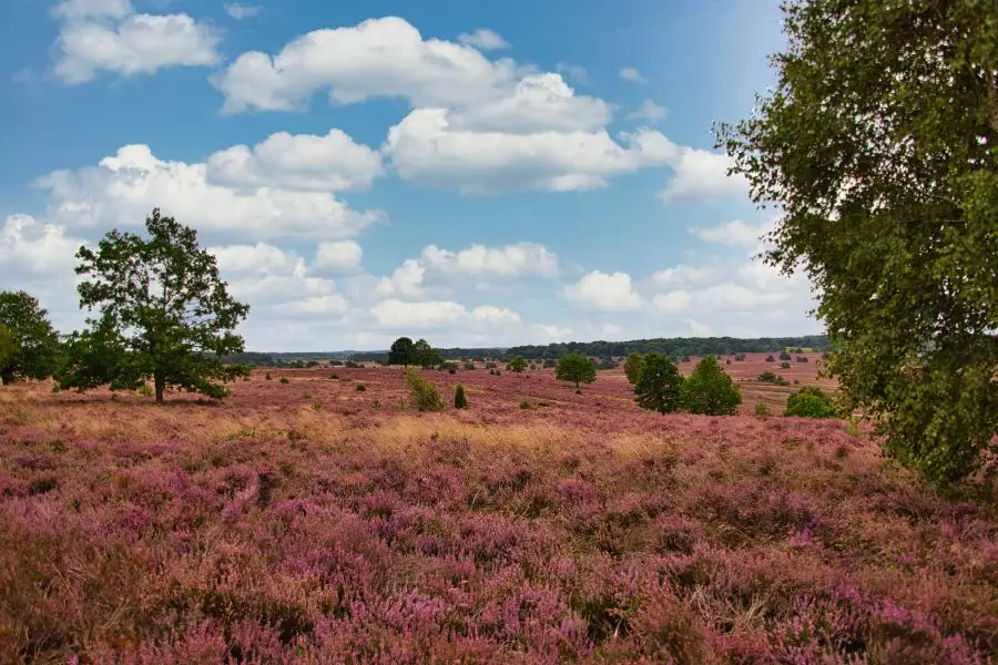 Natur - pur Geheimnisse der Natur in der Südheide