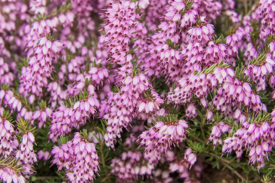 Südheide Misselborner Heide