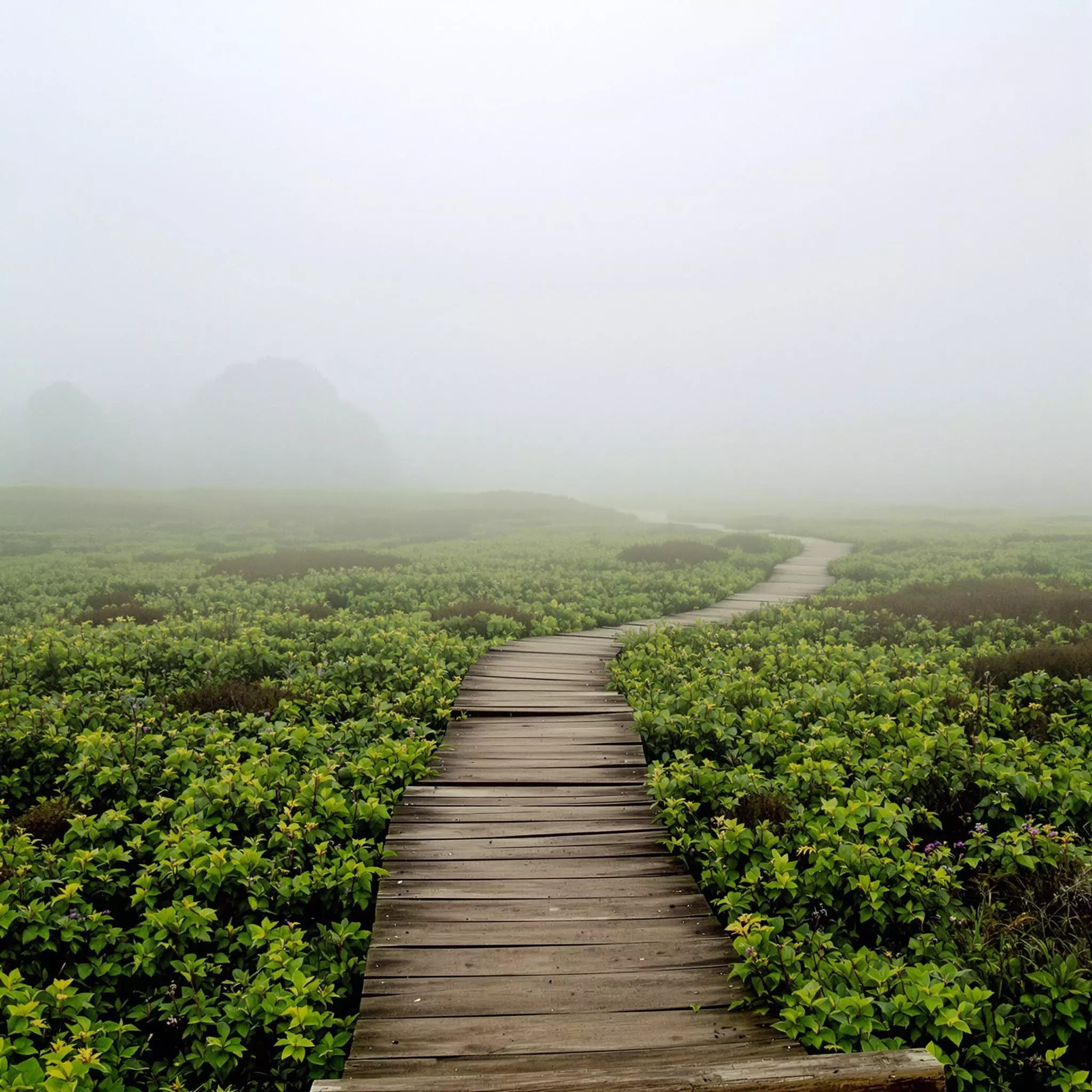 Große Moorlandschaften im Naturpark Südheide