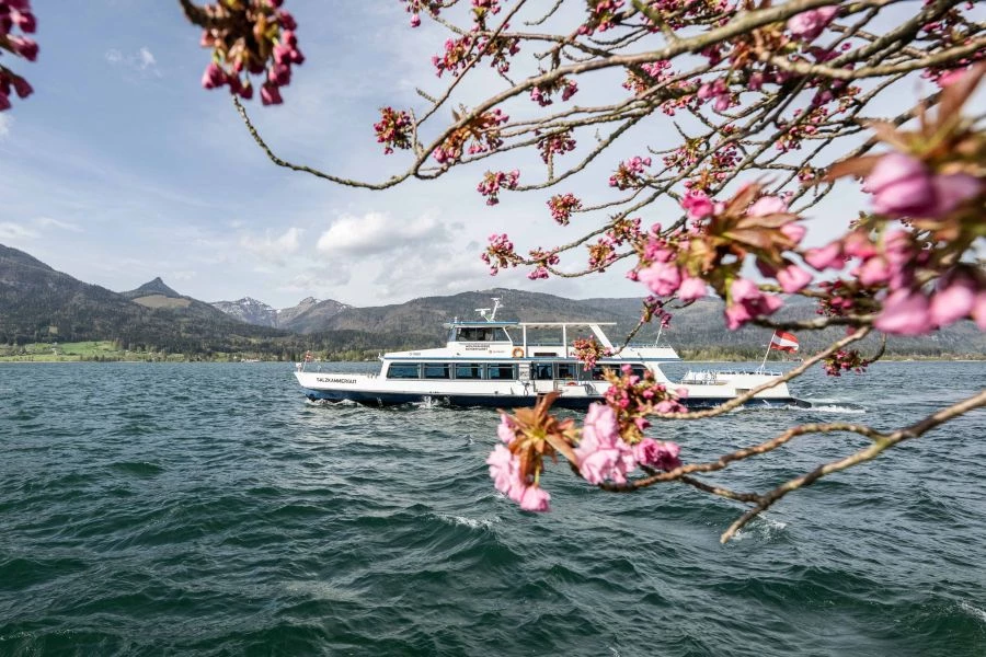Saisonstart am Wolfgangsee: Frühlingserwachen mit Schafbergbahn & Wolfgangseeschifffahrt