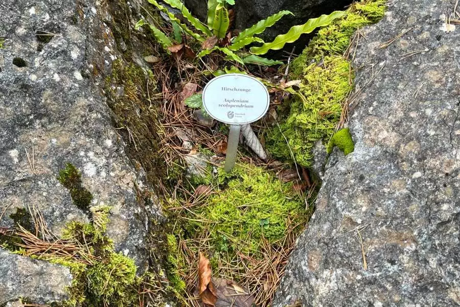 (cbe-outdoor.de_Alpgarten_Bayerisch_Gmain4