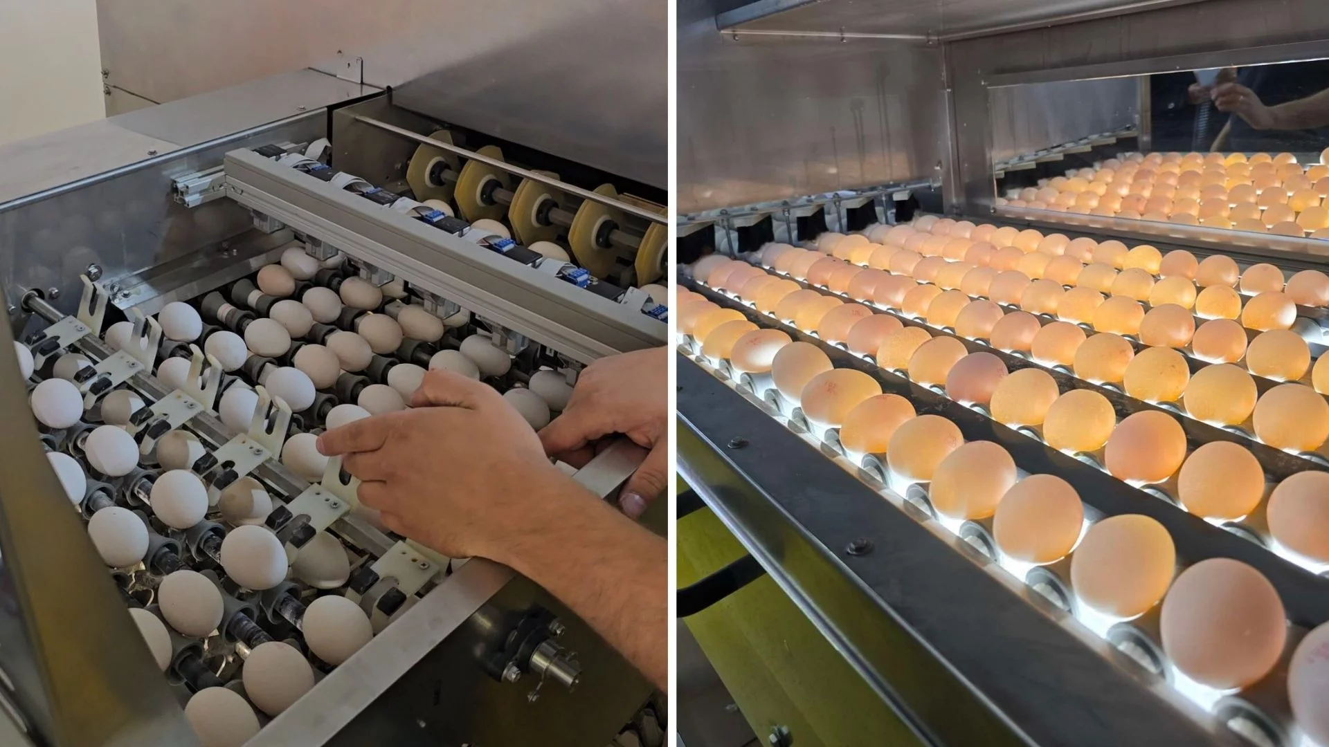 (c)Jennerbahn_Bio-Eier_Familie_Mühlhauser (3)