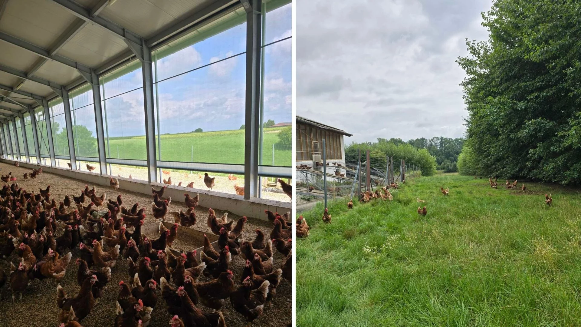 (c)Jennerbahn_Bio-Eier_Familie_Mühlhauser (4)