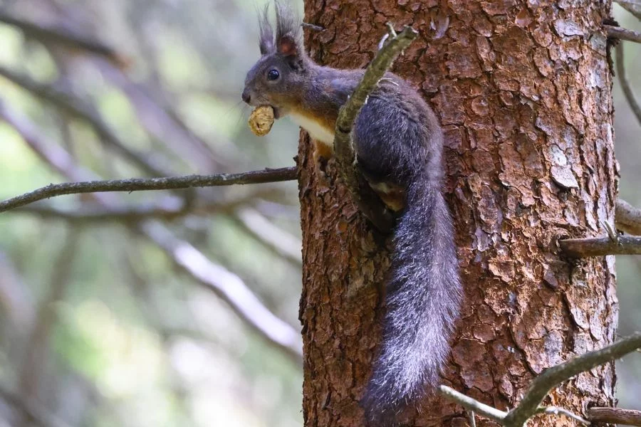 (c)Naturpark_Weissbach2.webp