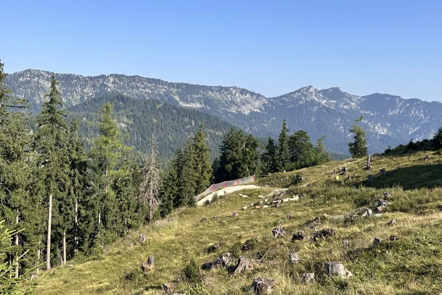 (c)Petra_Sobinger_Hirschkaser_Ramsau4