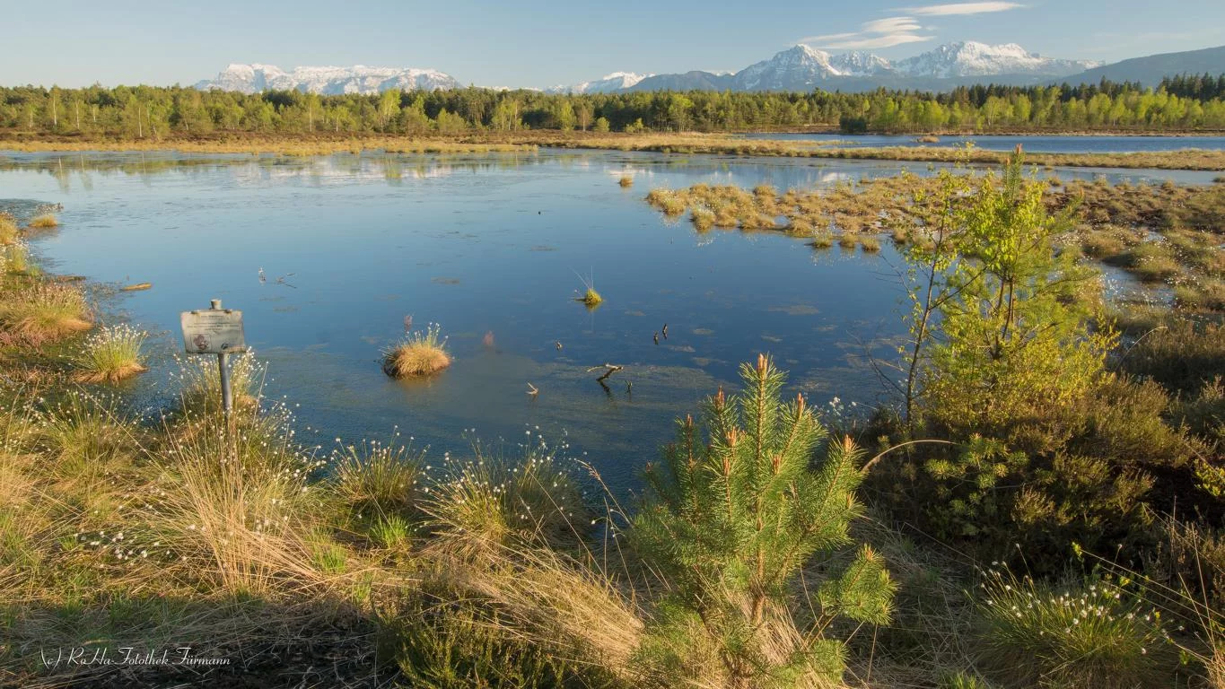 (c)Roha-Fotothek_Moor_Erlebnisregion_Rupertiwinkel (4).webp