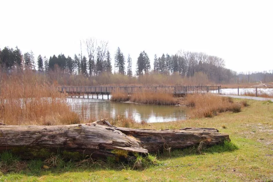 (c)Stefan_Poerschke_Salzachauen_ (3).webp