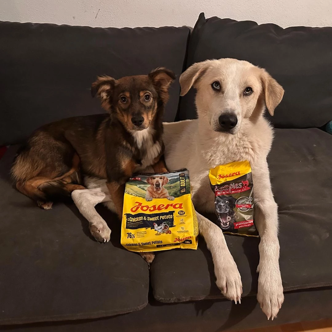 Josera_Petfood_Testfutterpaket_Gewinnspiel.webp