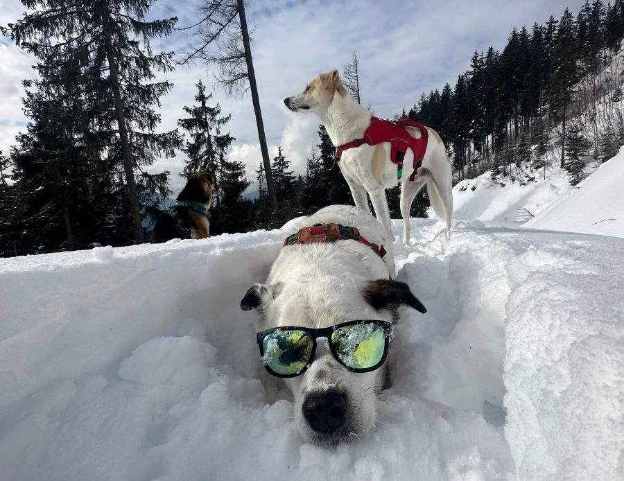 Winterurlaub mit Hund im Berchtesgadener Land & Rupertiwinkel