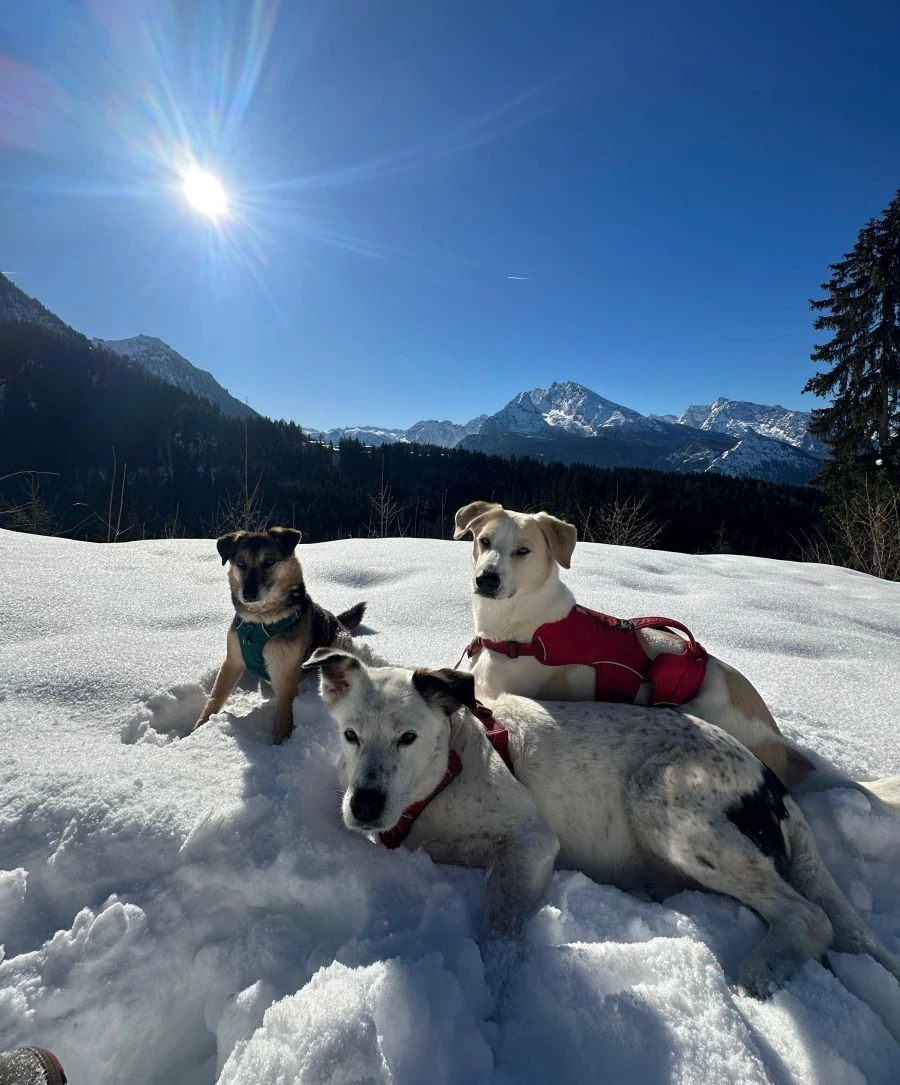 Petra_Sobinger_Hunde_Berchtesgaden3_.webp