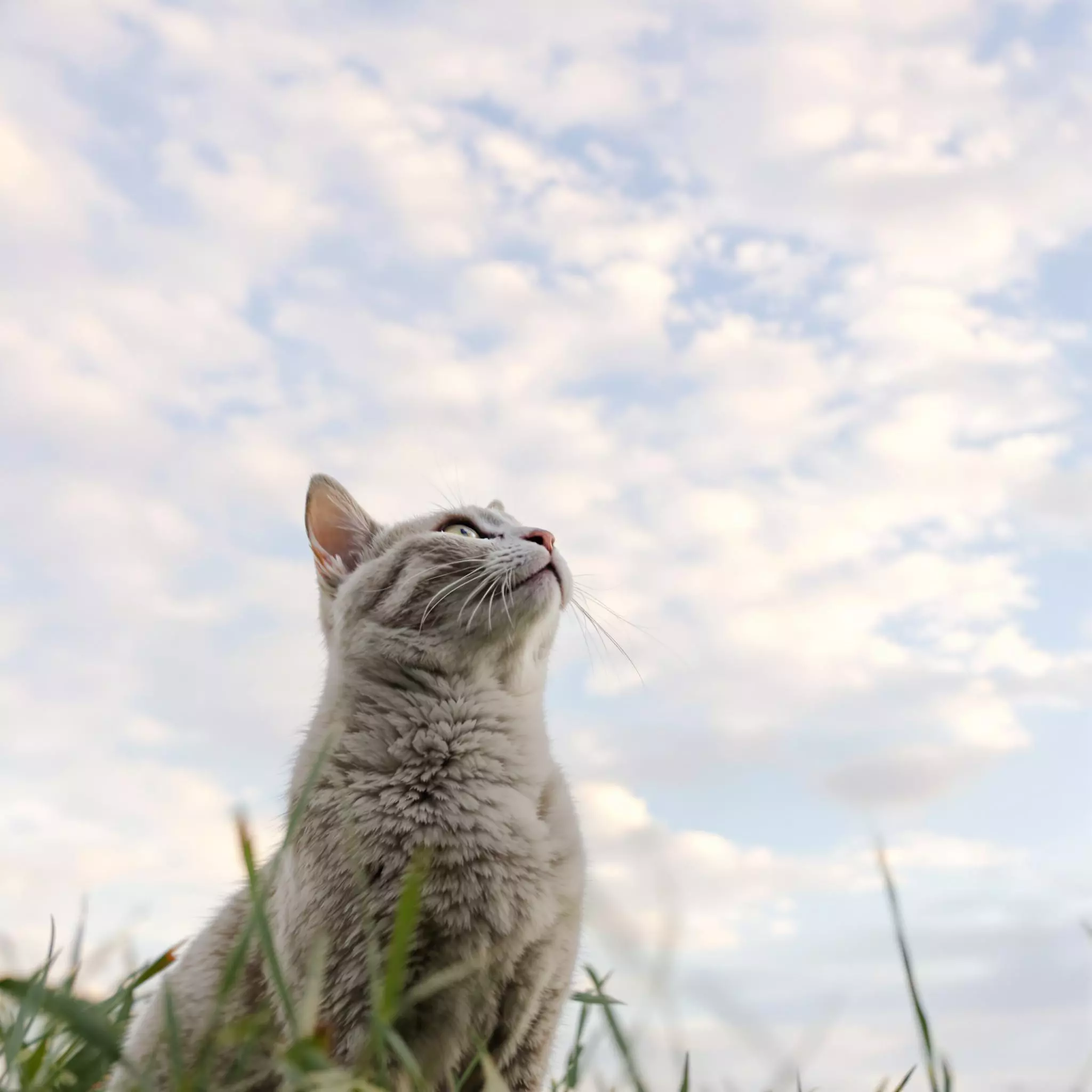 Pacu die Katze besucht das Land der schlafenden Wolken