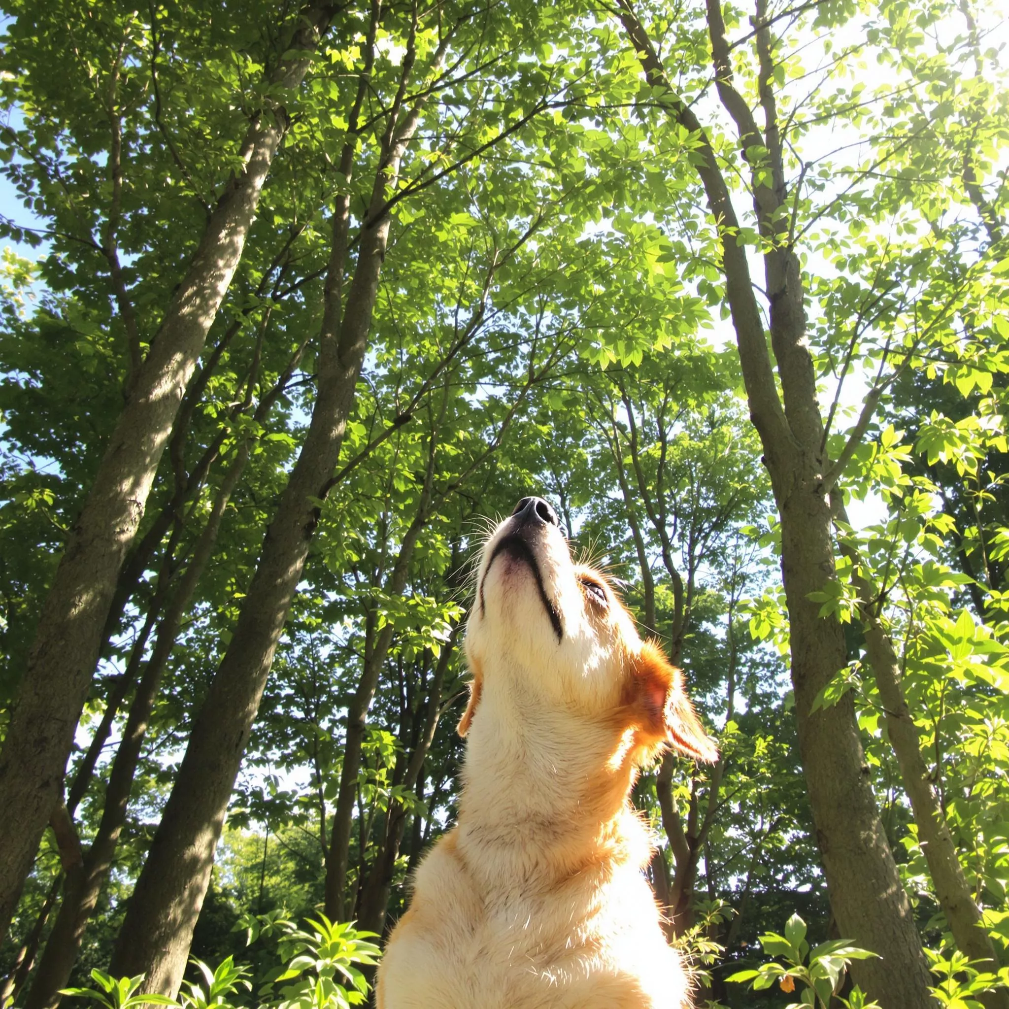 Paul der Hund und die flüsternden Bäume