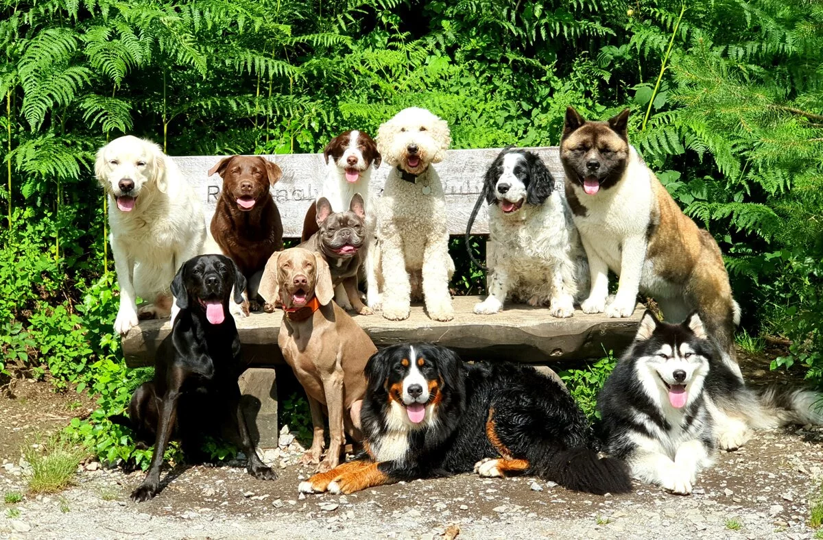 Buchvorstellung DOGWALKER – Warum folgen, wenn ich führen kann?