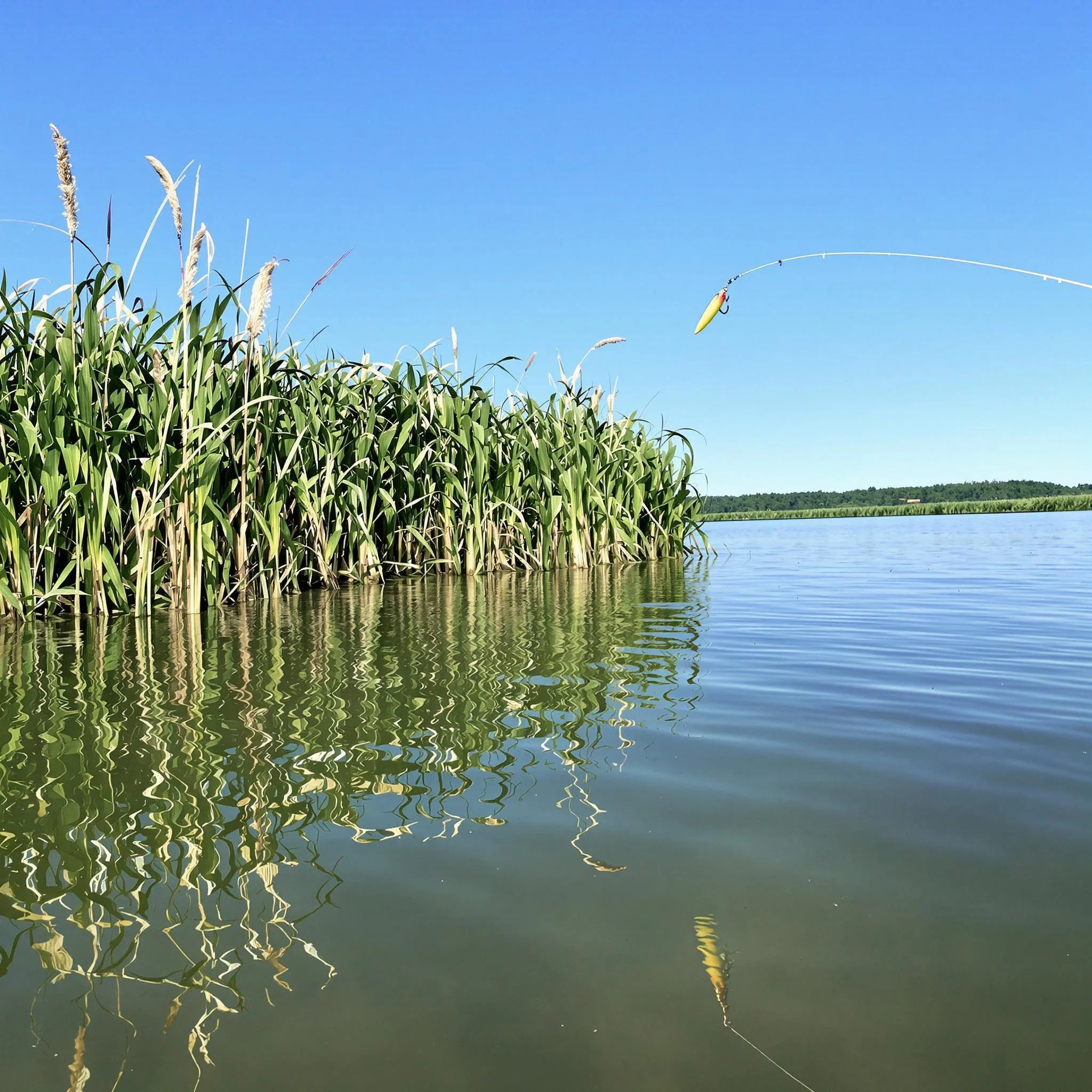 Alles rund um angeln: Hecht angeln im Sommer &ndash; Verhalten, K&ouml;der und Spots