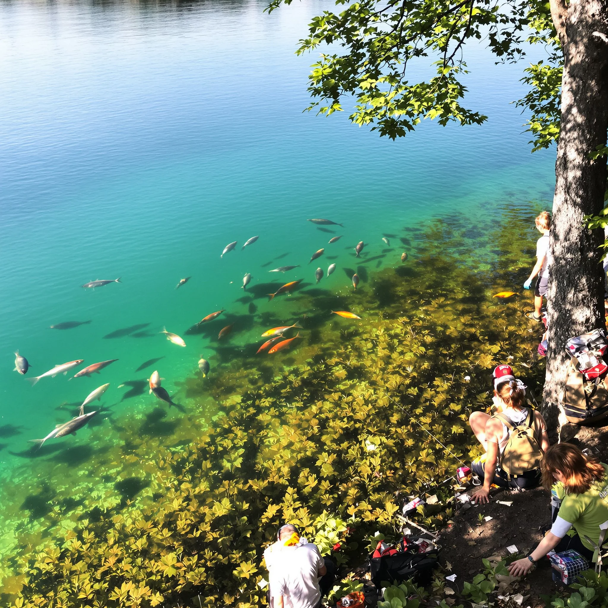 Alles rund um angeln: Fischkrankheiten erkennen – Verantwortung am Wasser