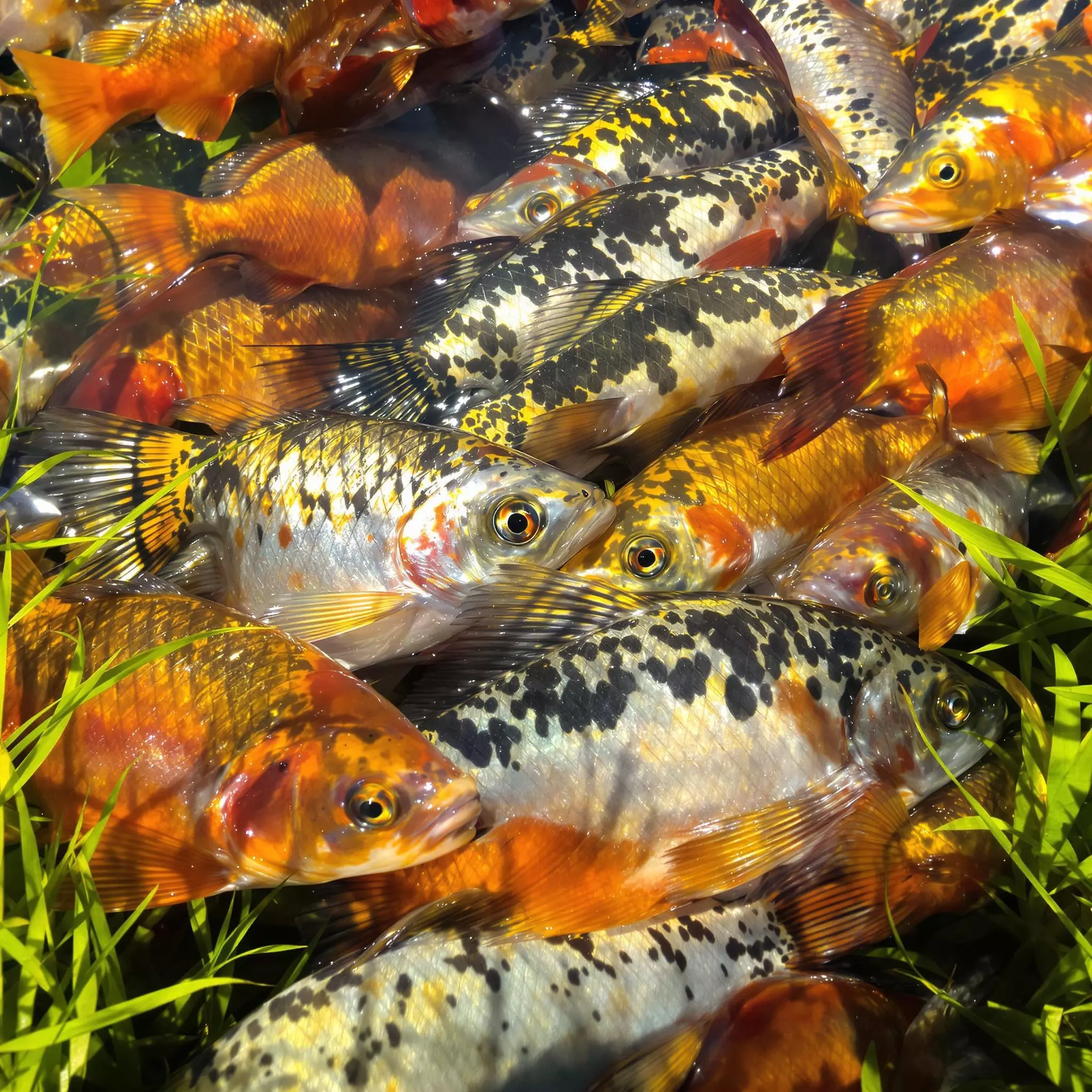 Die verschiedenen Fischarten zum Angeln an der Mosel