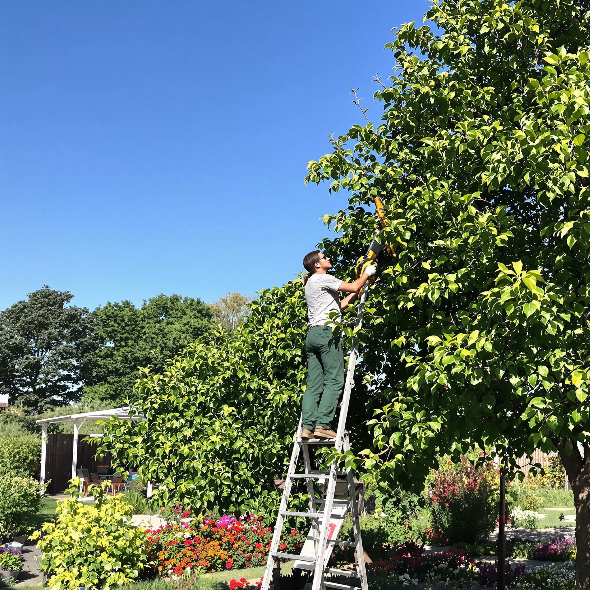 Der optimale Baumschnitt – Ein gesunder Garten